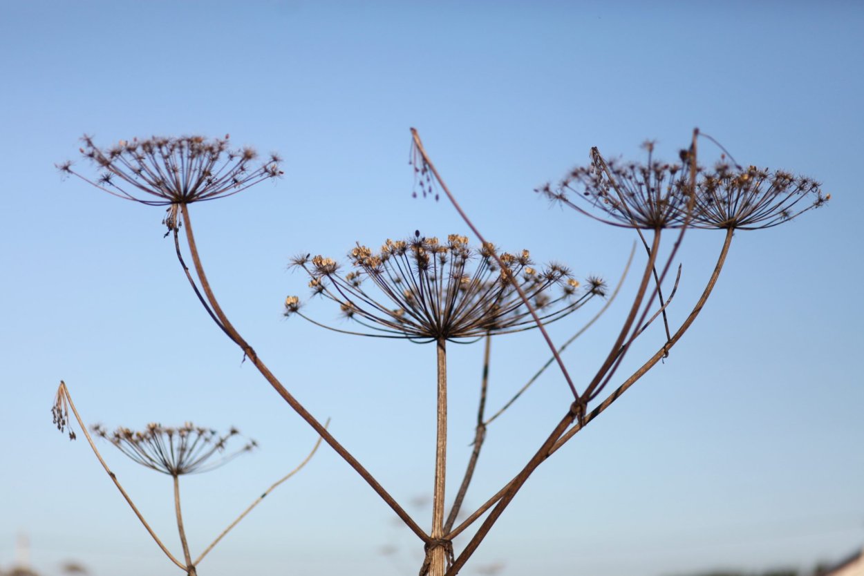 Золотарник солидаго