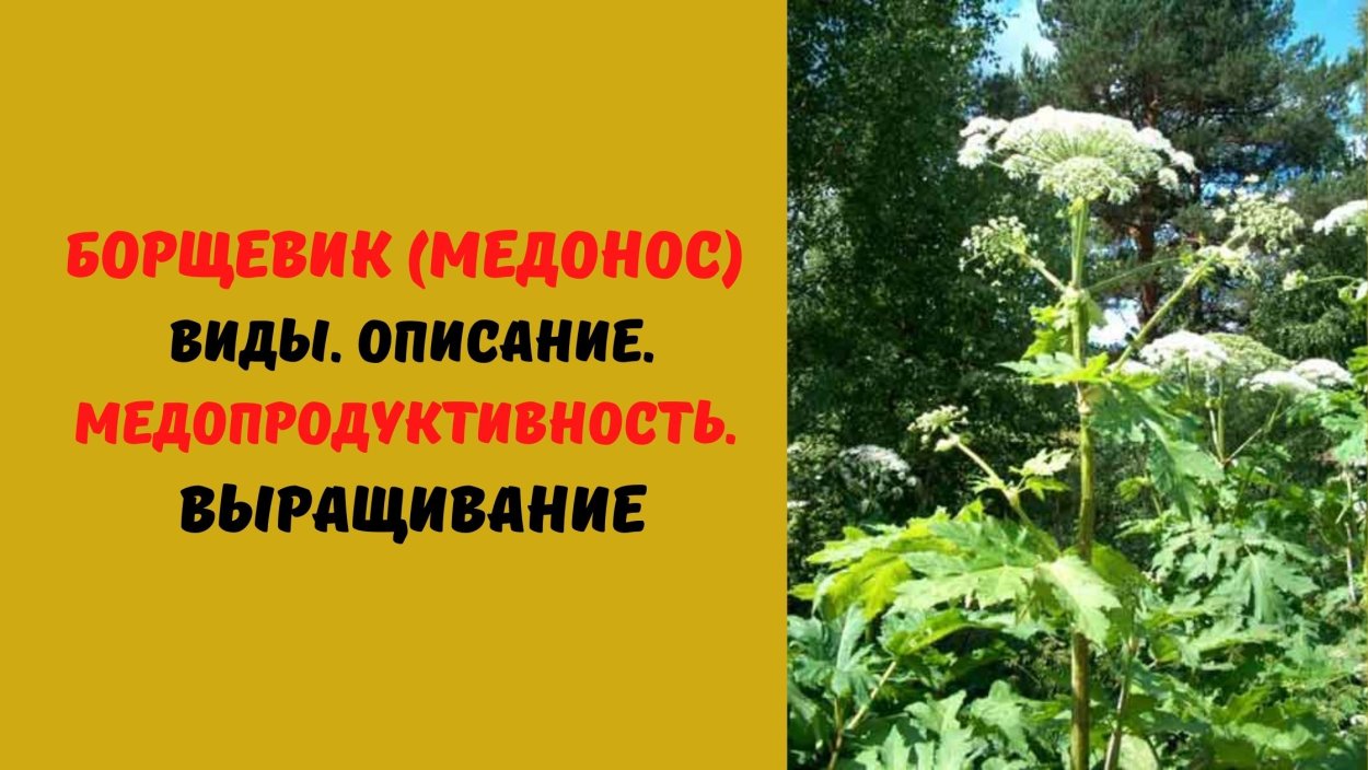 Борщевик Сибирский