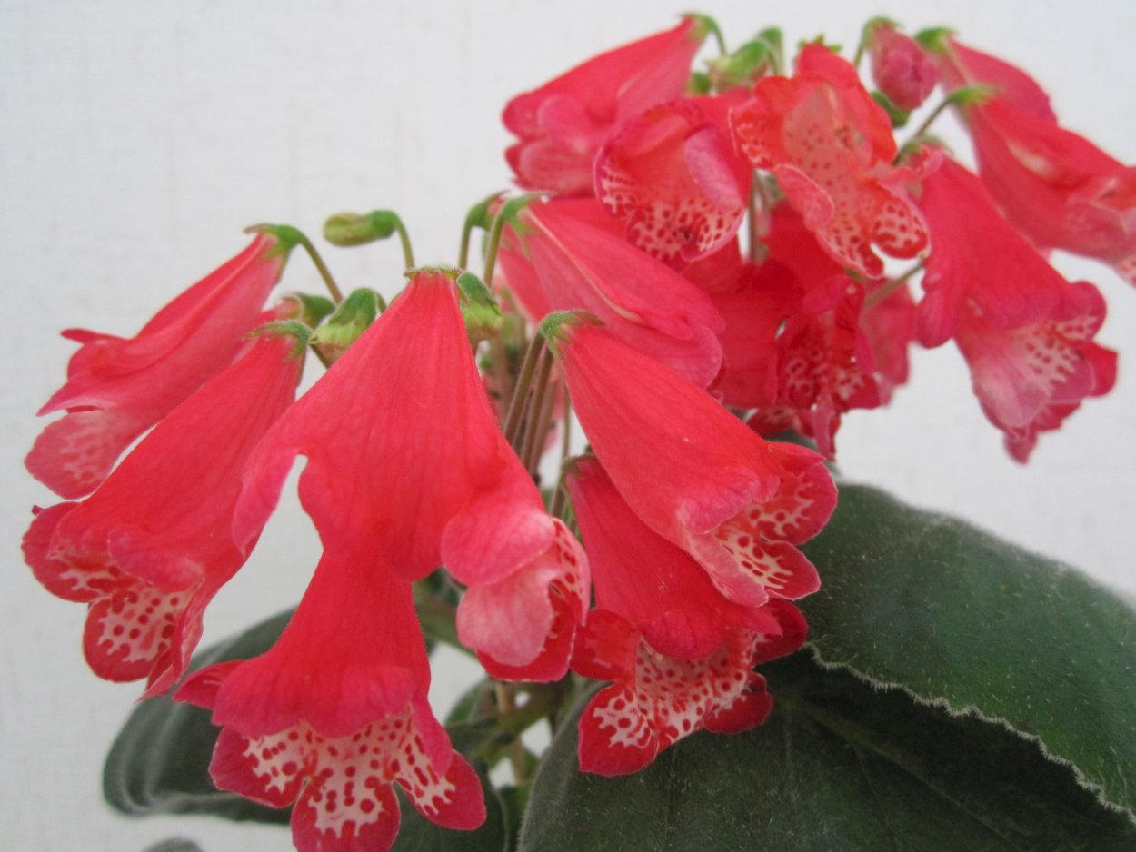 Смитианта АВ Октябрина