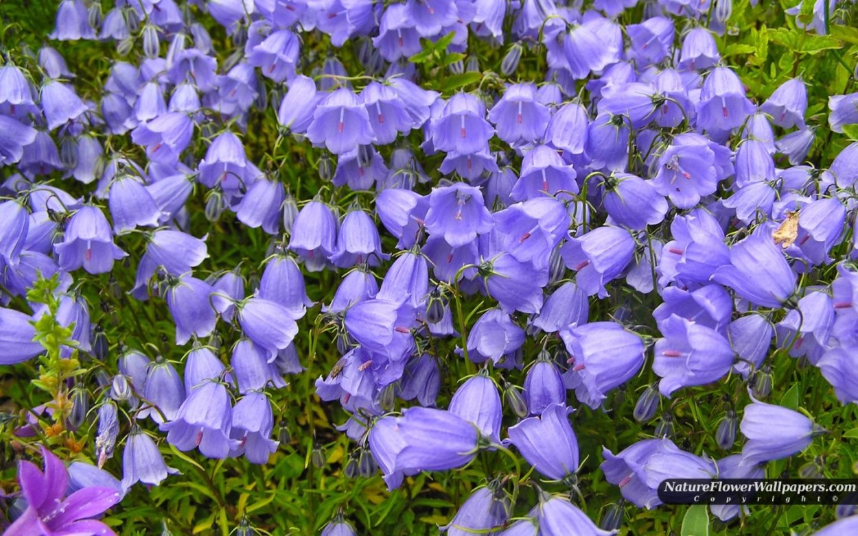 Лапажерия цветок