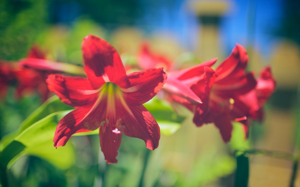 Колокольчик Сальвия