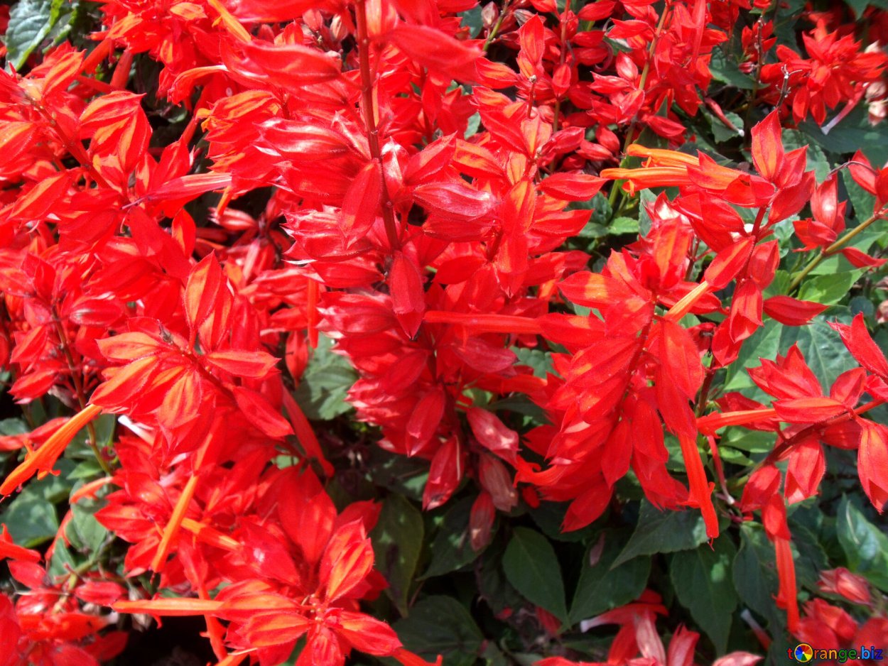 Букет лесных колокольчиков