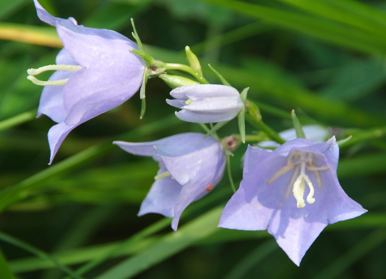 Колокольчик персиколистный махровый