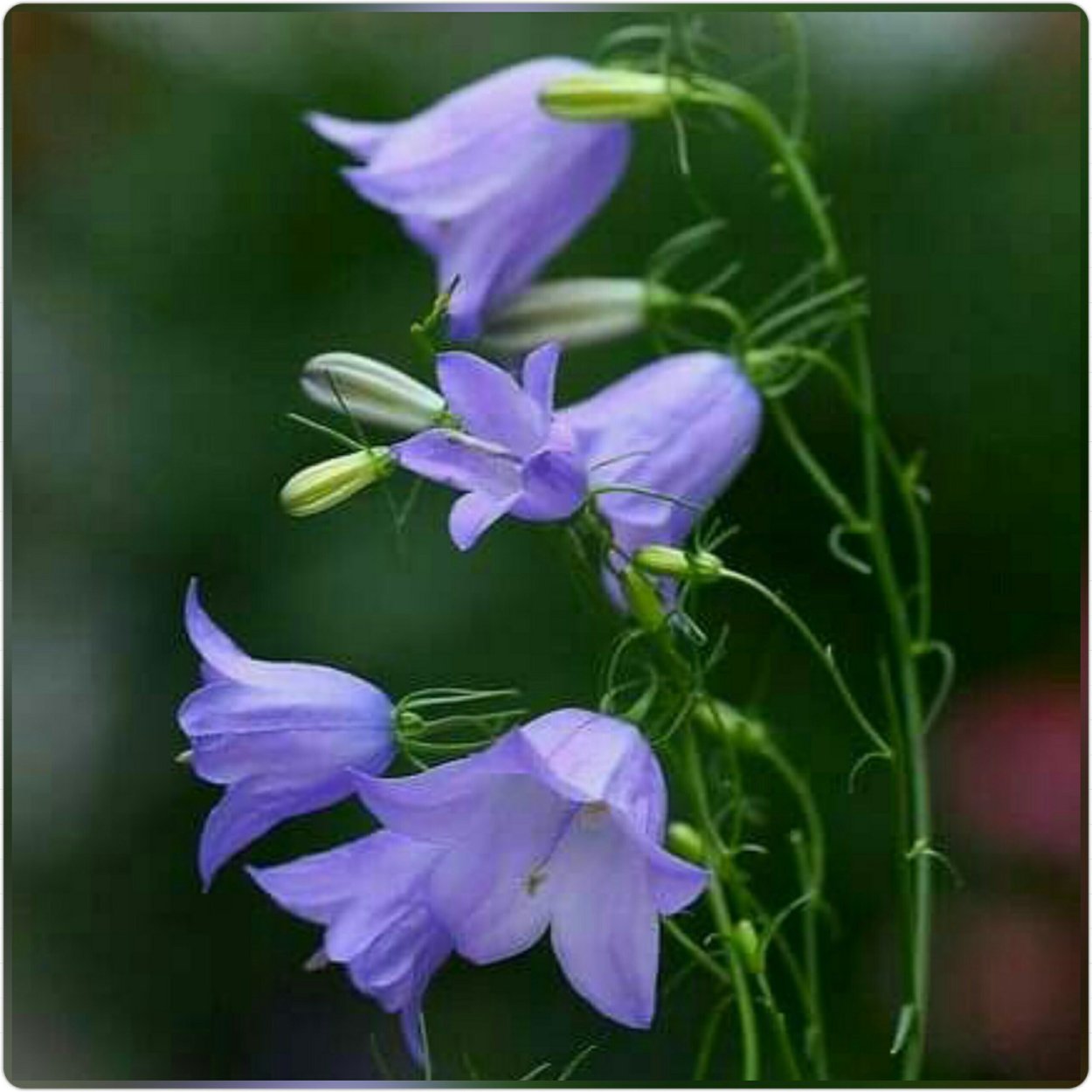 Колокольчики и астры