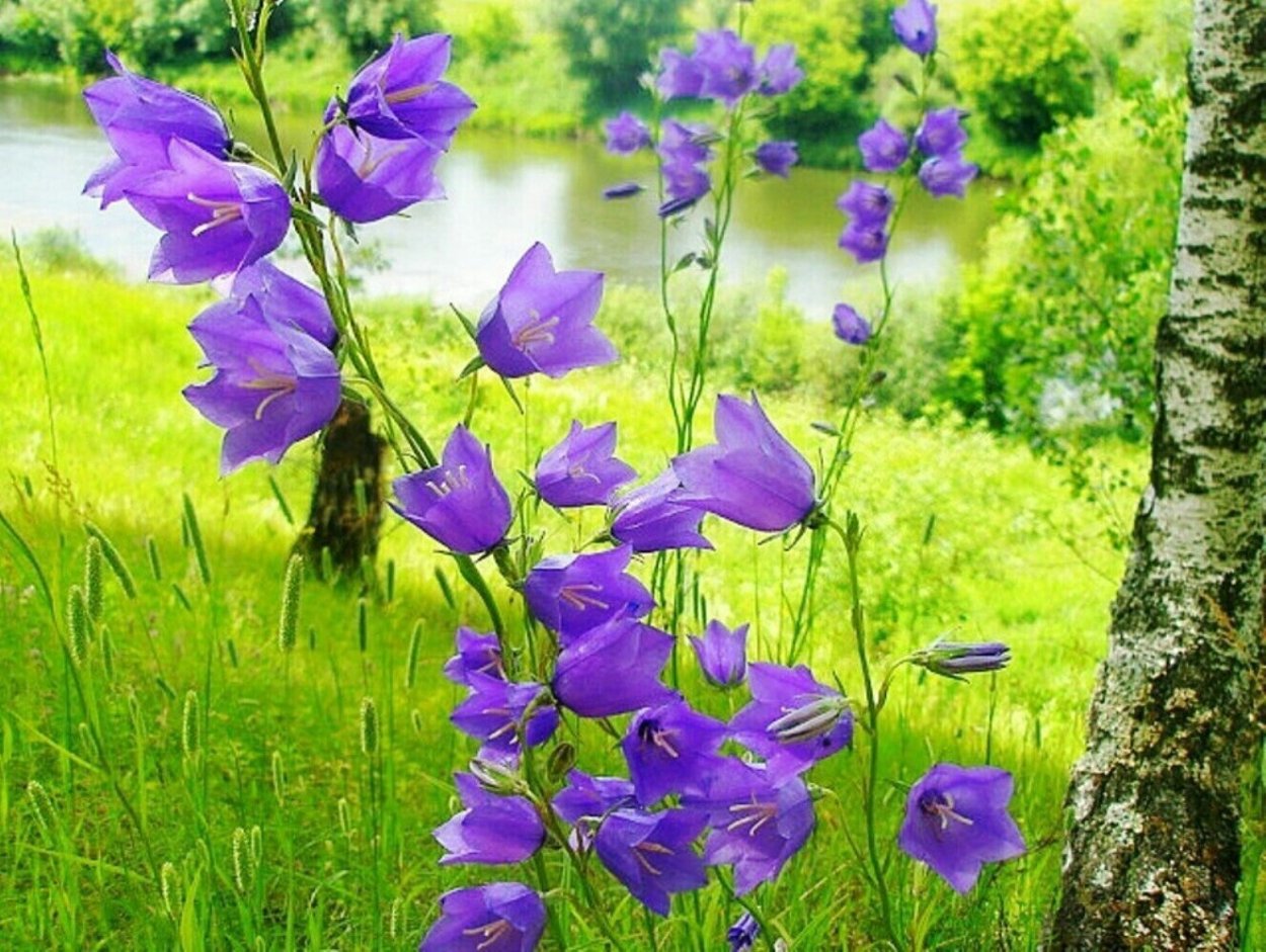 Колокольчик черри Белз