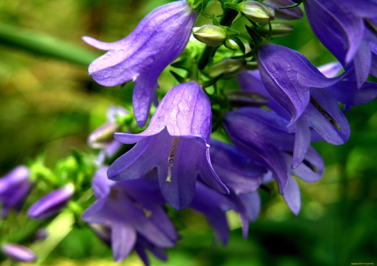Колокольчик Пржевальского
