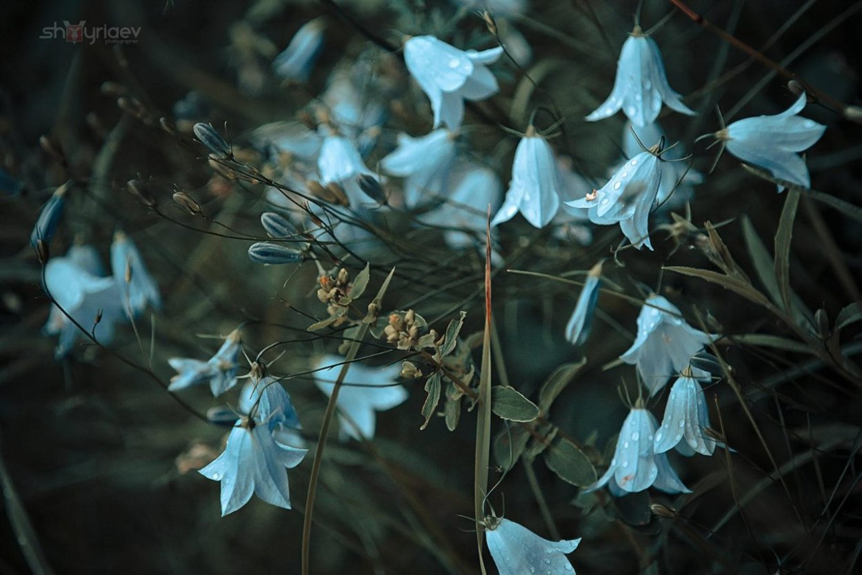 Кампанула колокольчик цветок