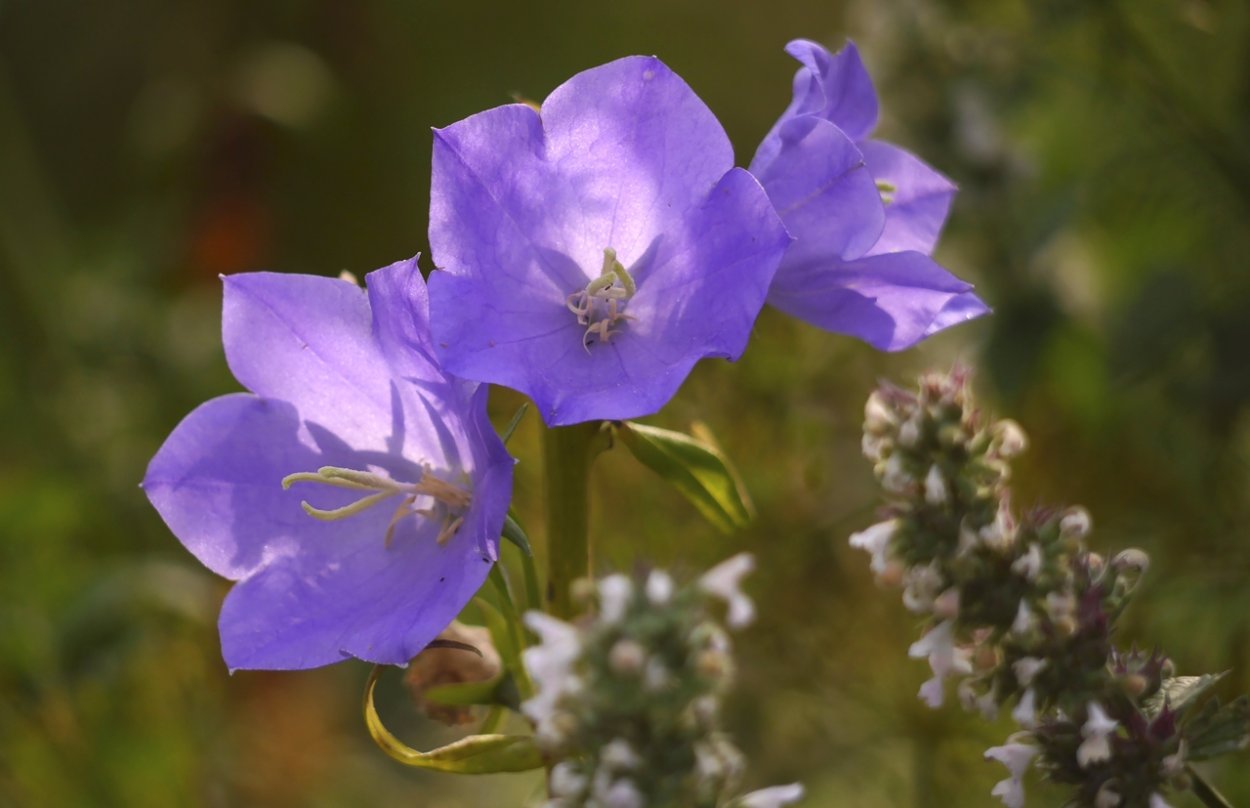 Колокольчик гибридный "Кампанелло Блю"