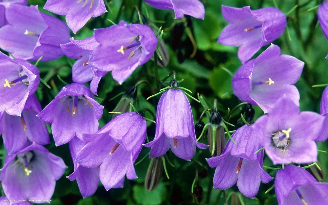 Наперстянка 'Sugar Plum'