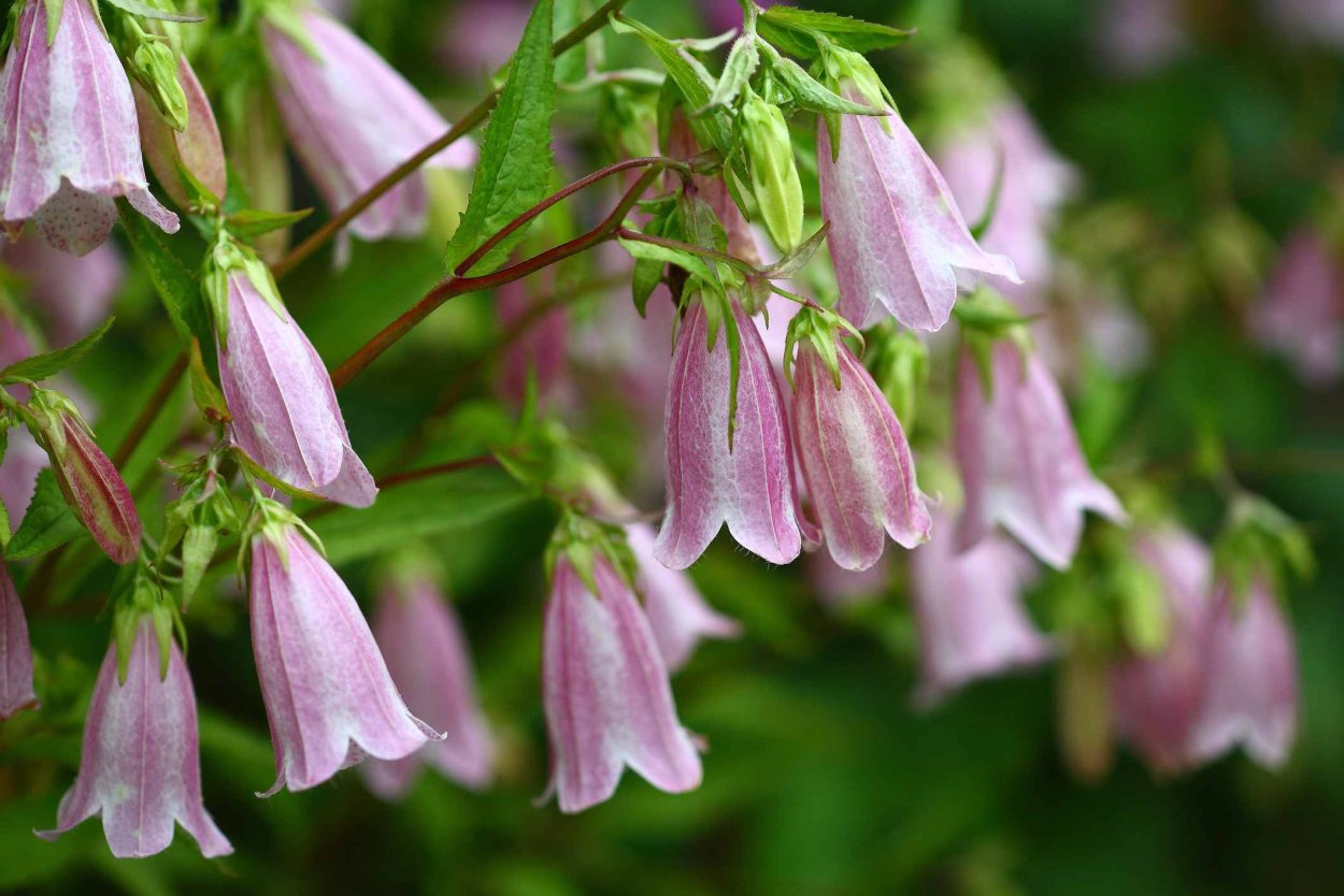 Колерия Peridot