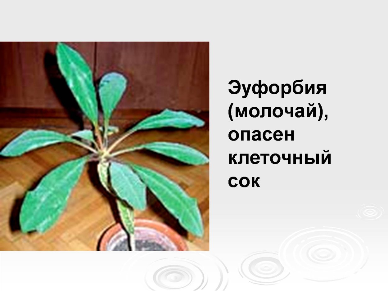 Цветок молочай комнатный ядовитый