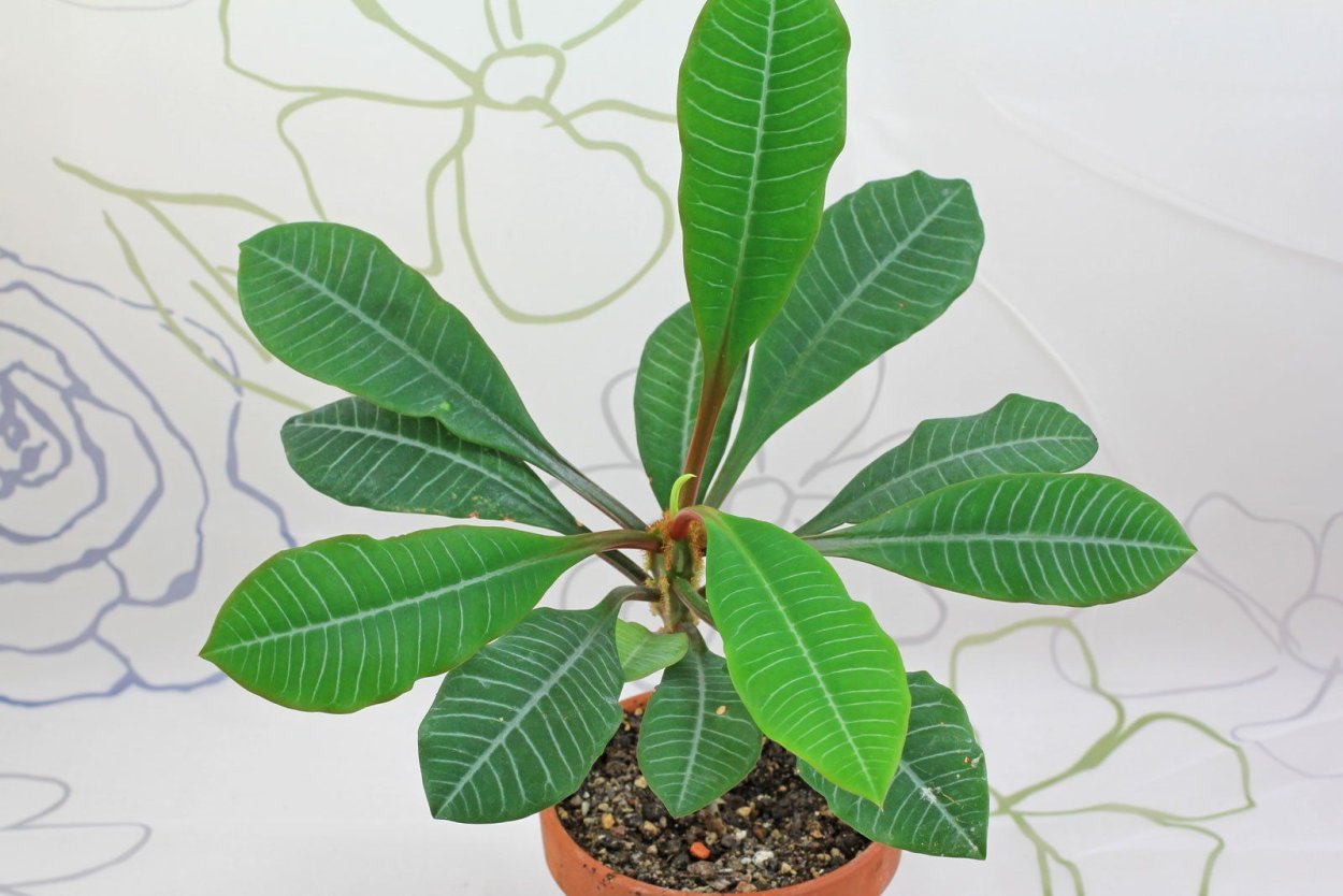 Молочай беложильчатый (Euphorbia leuconeura)