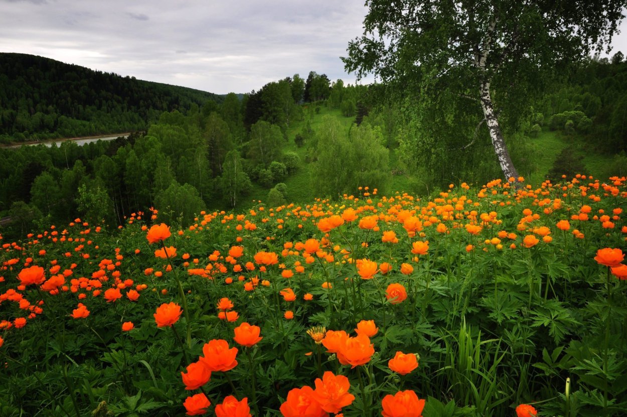 Жарки цветы