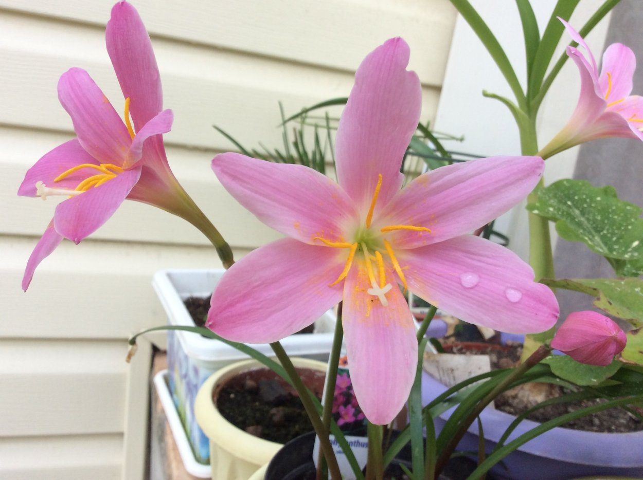 Зефирантес белый