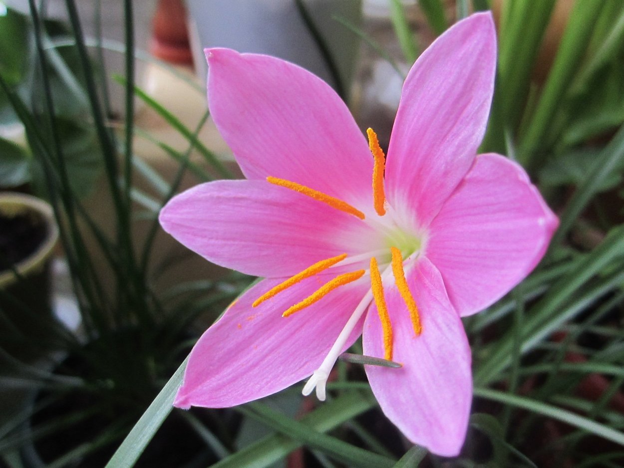 Дождевая Лилия зефирантес