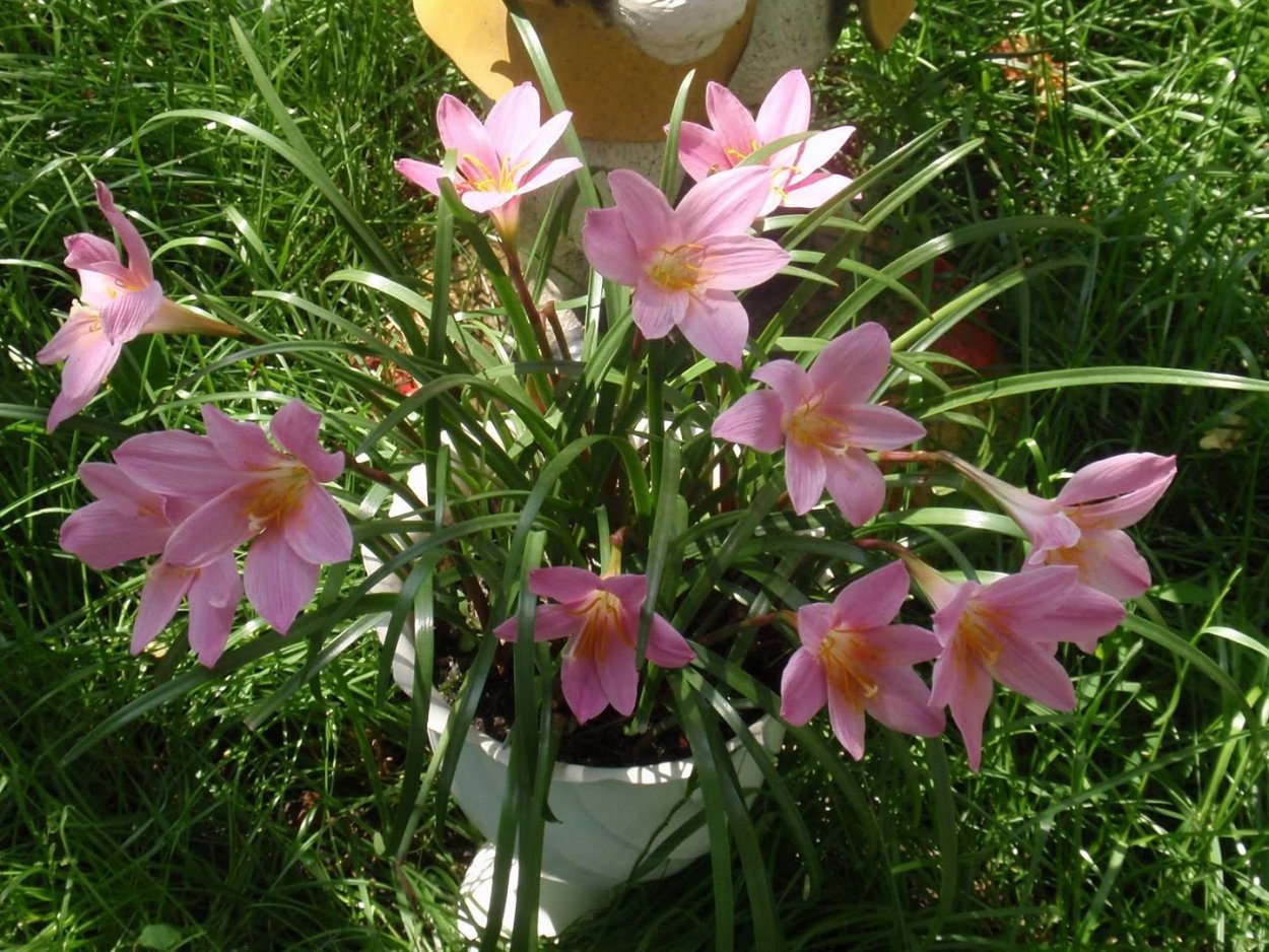 Зефирантес Робустус