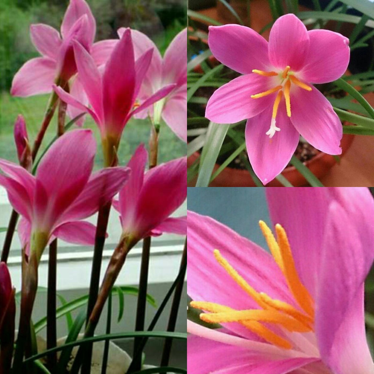 Зефирантес уличный