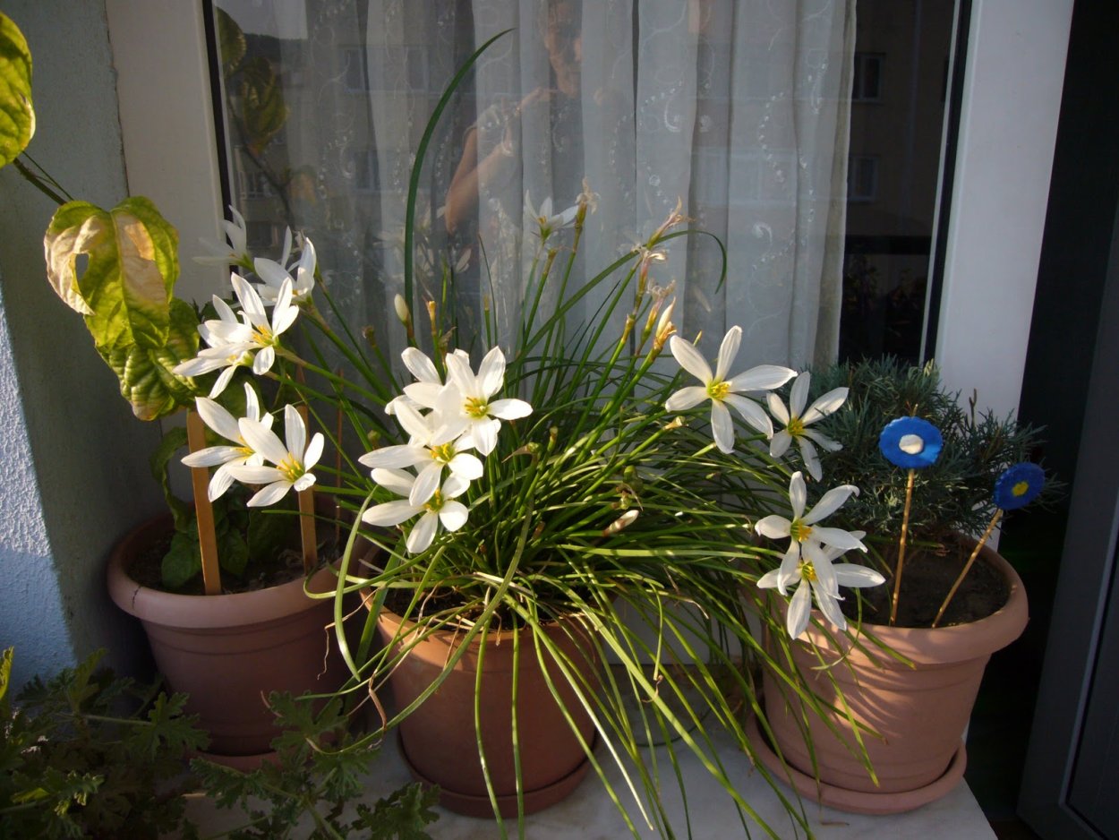 Крокус Томазини