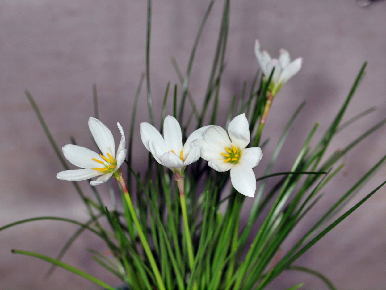 Зефирантес махровый белый