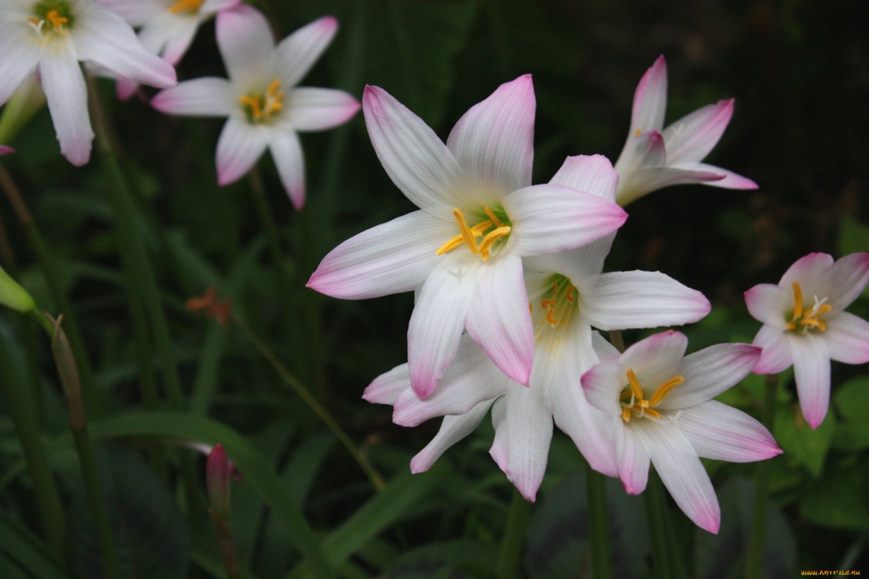 Цветок зефирантес белый