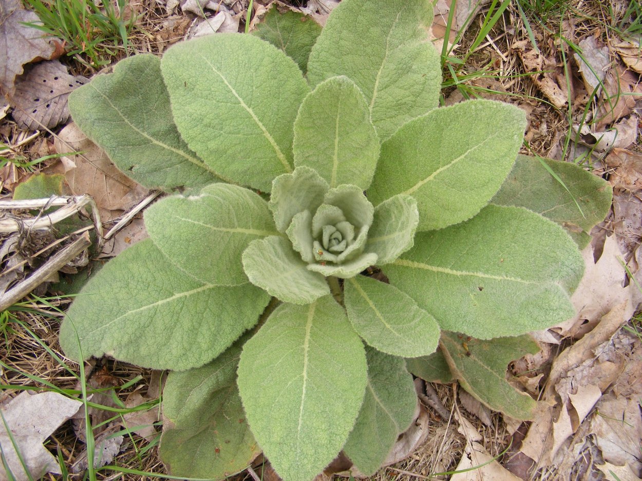 Котиледон Cotyledon tomentosa