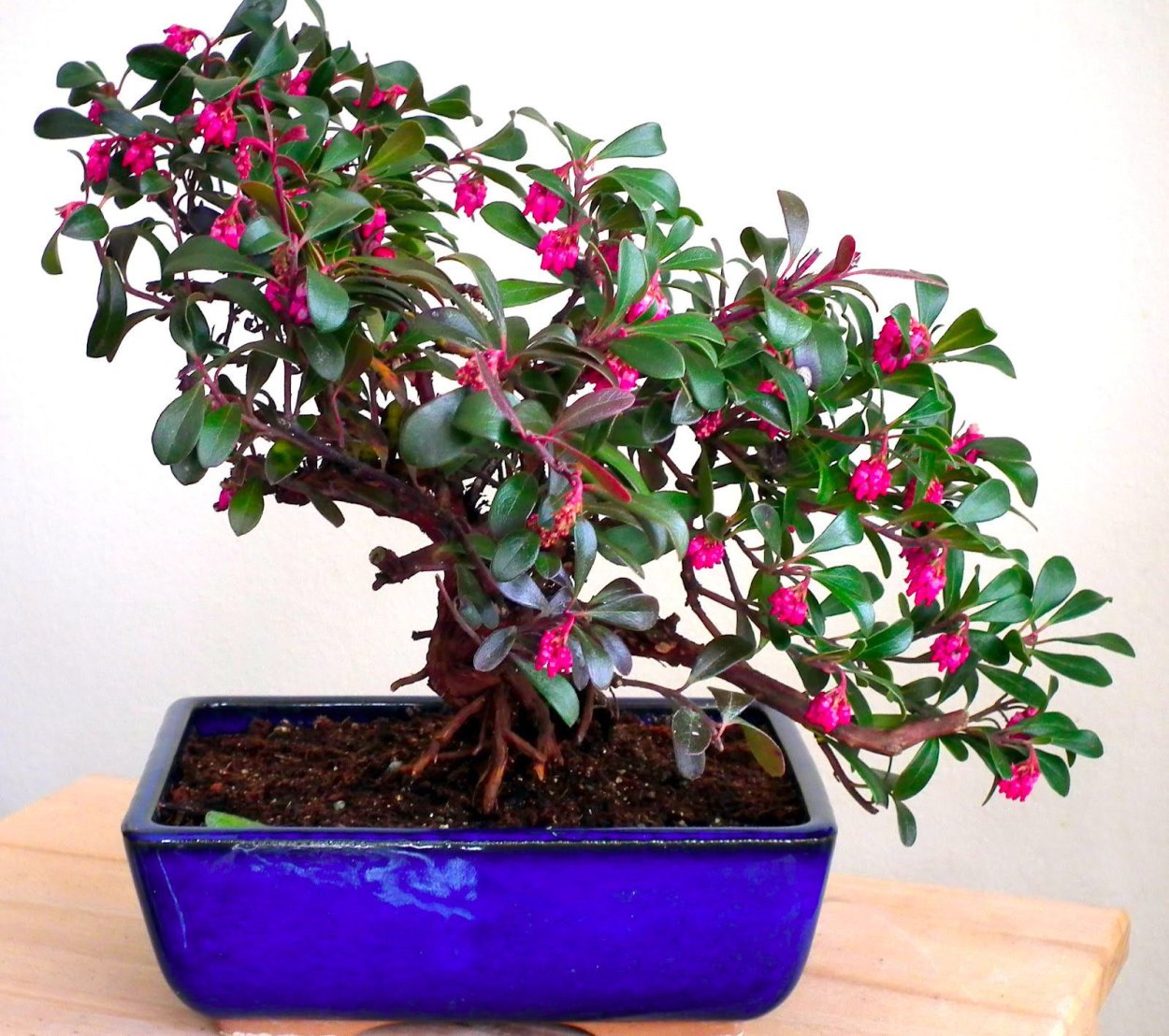 Чистец шерстистый