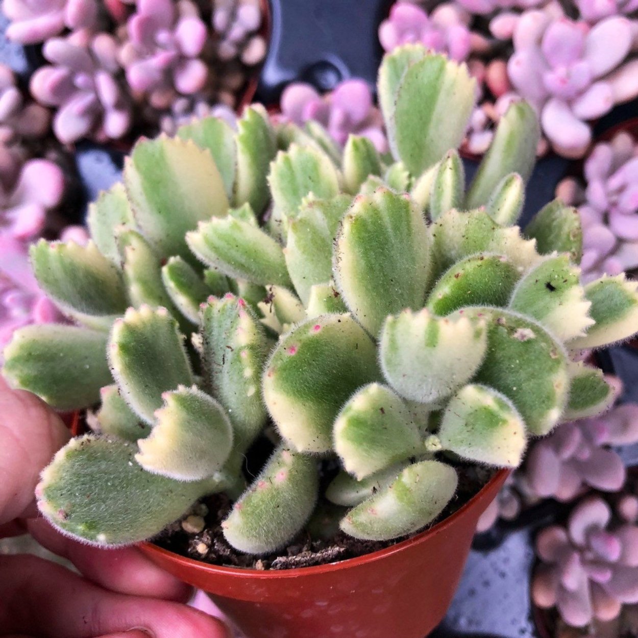Крассула Дороти (Crassula Dorothy)