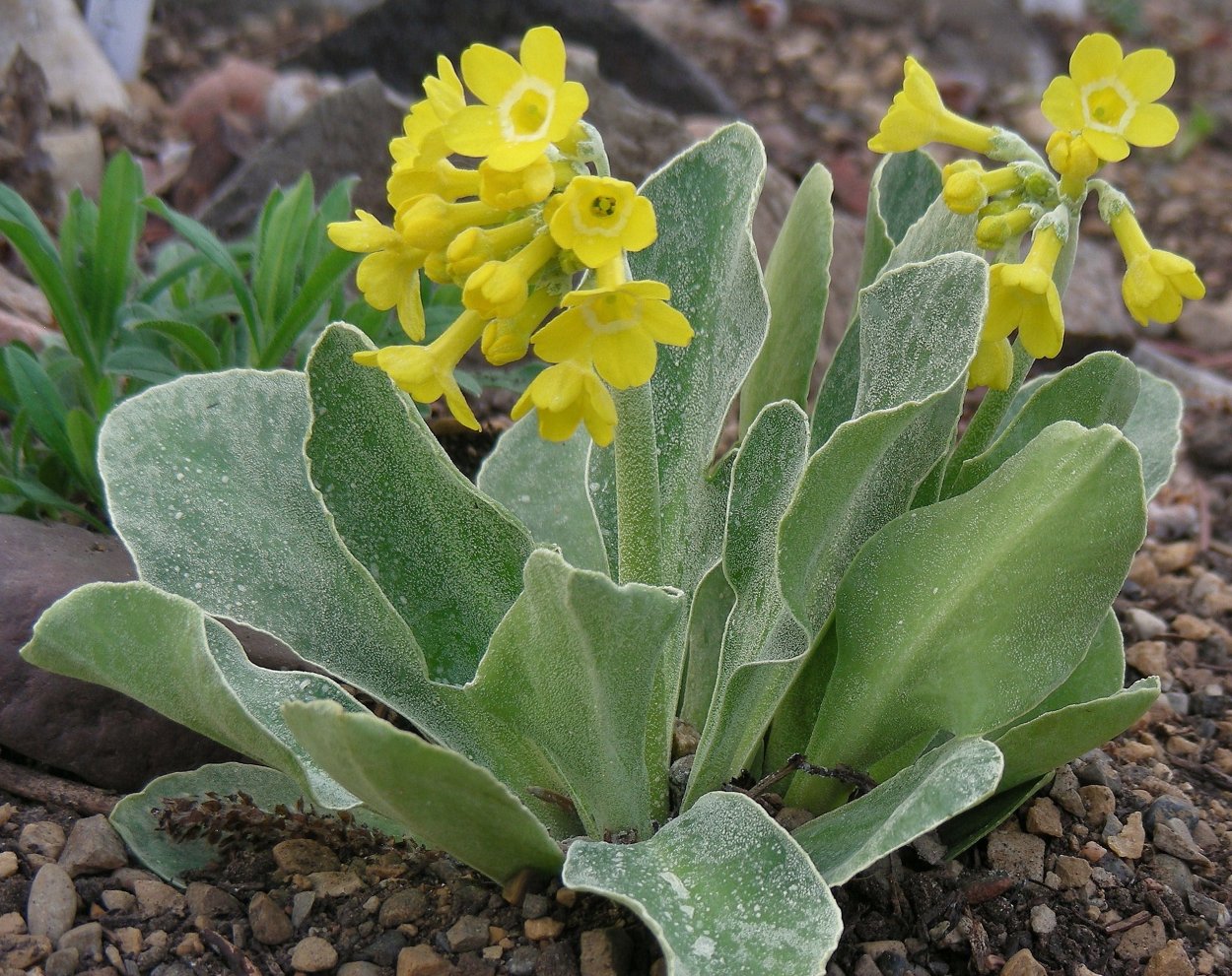 Чистец Византийский стахис