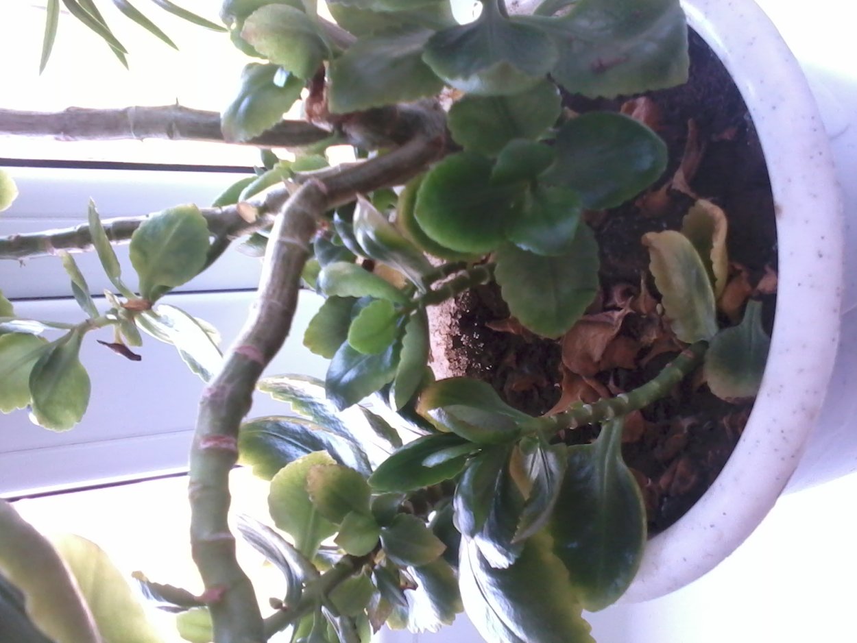 Медвежье ушко цветок