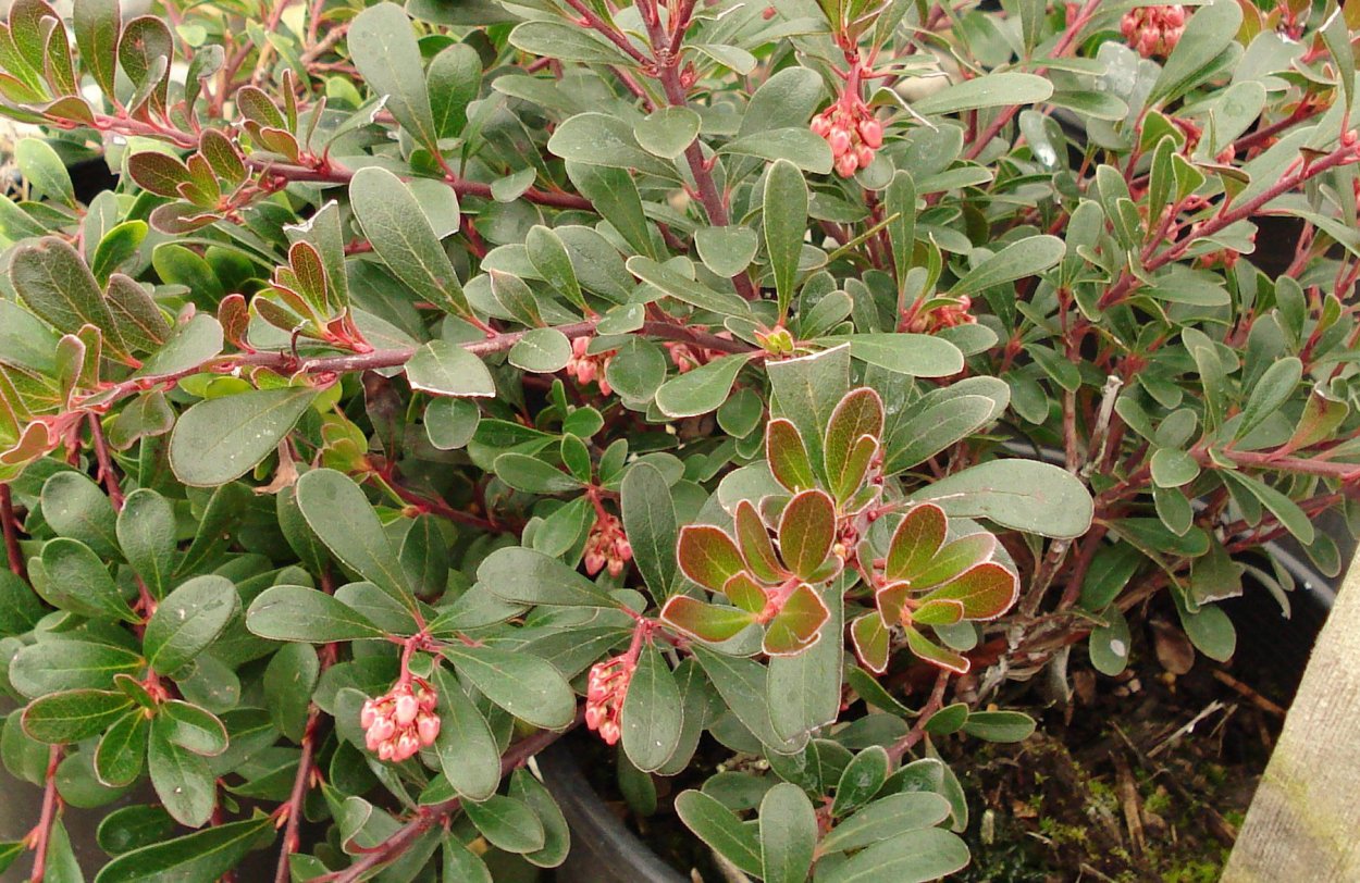 Arctostaphylos UVA-ursi ‘Vancouver Jade’