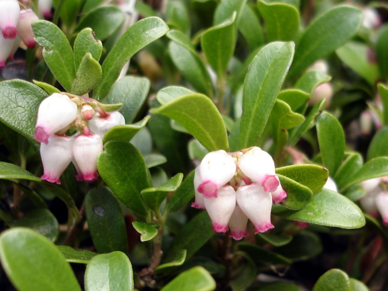 Толокнянка Медвежьи ушки