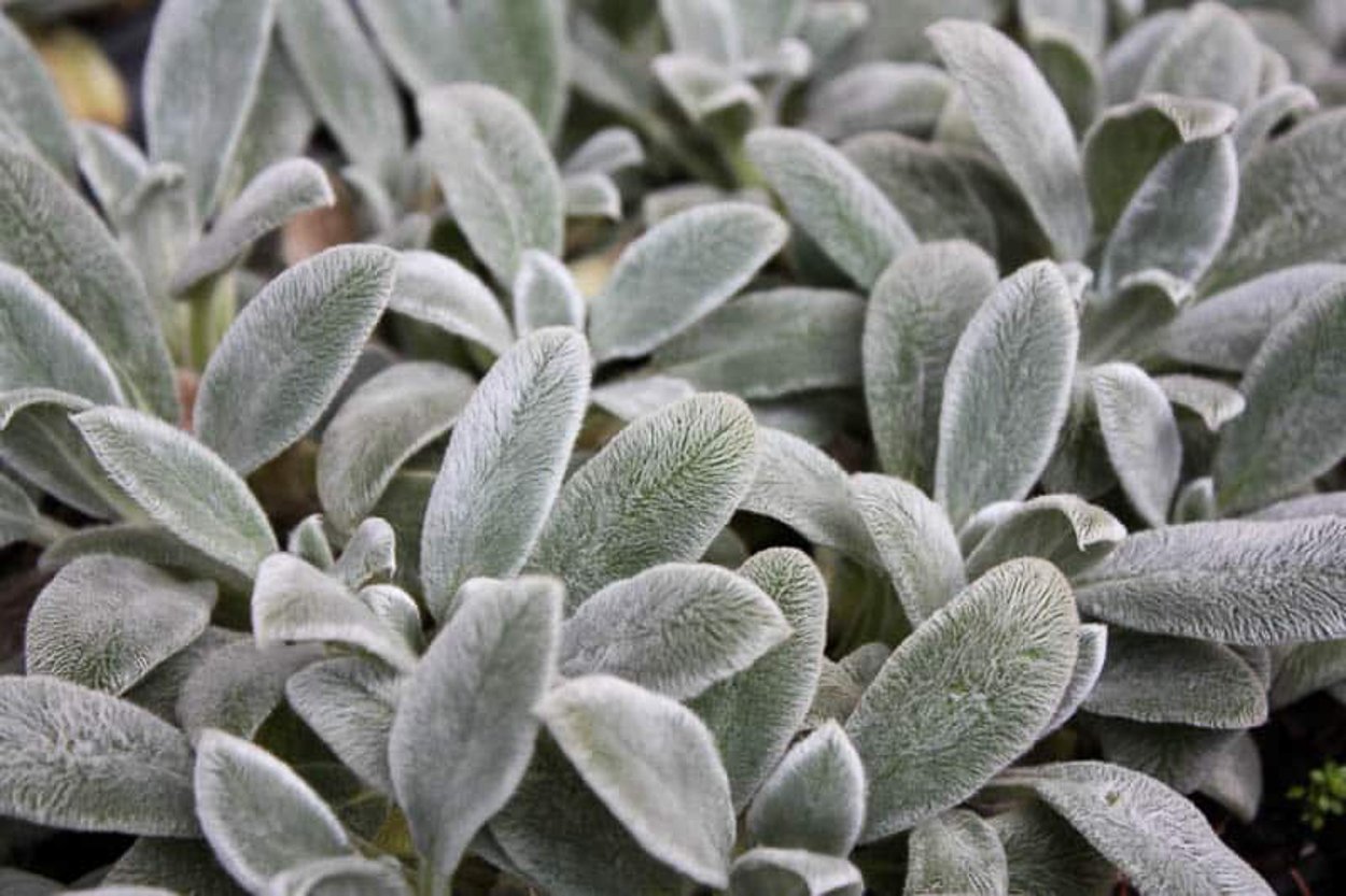 Толокнянка (Arctostaphylos UVA-ursi)