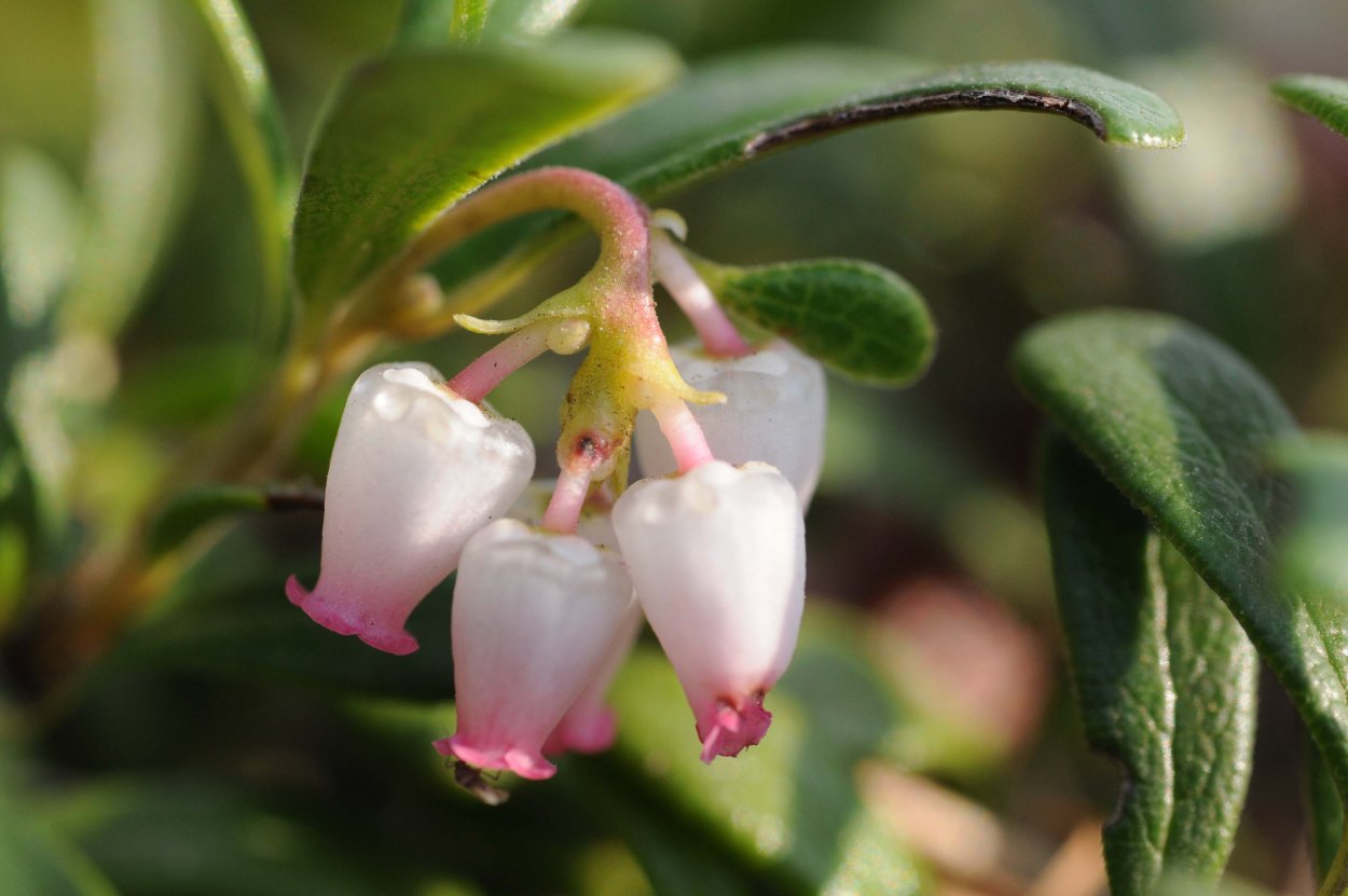 Толокнянка обыкновенная (Arctostaphylos UVA-ursi (l.) Spreng.)