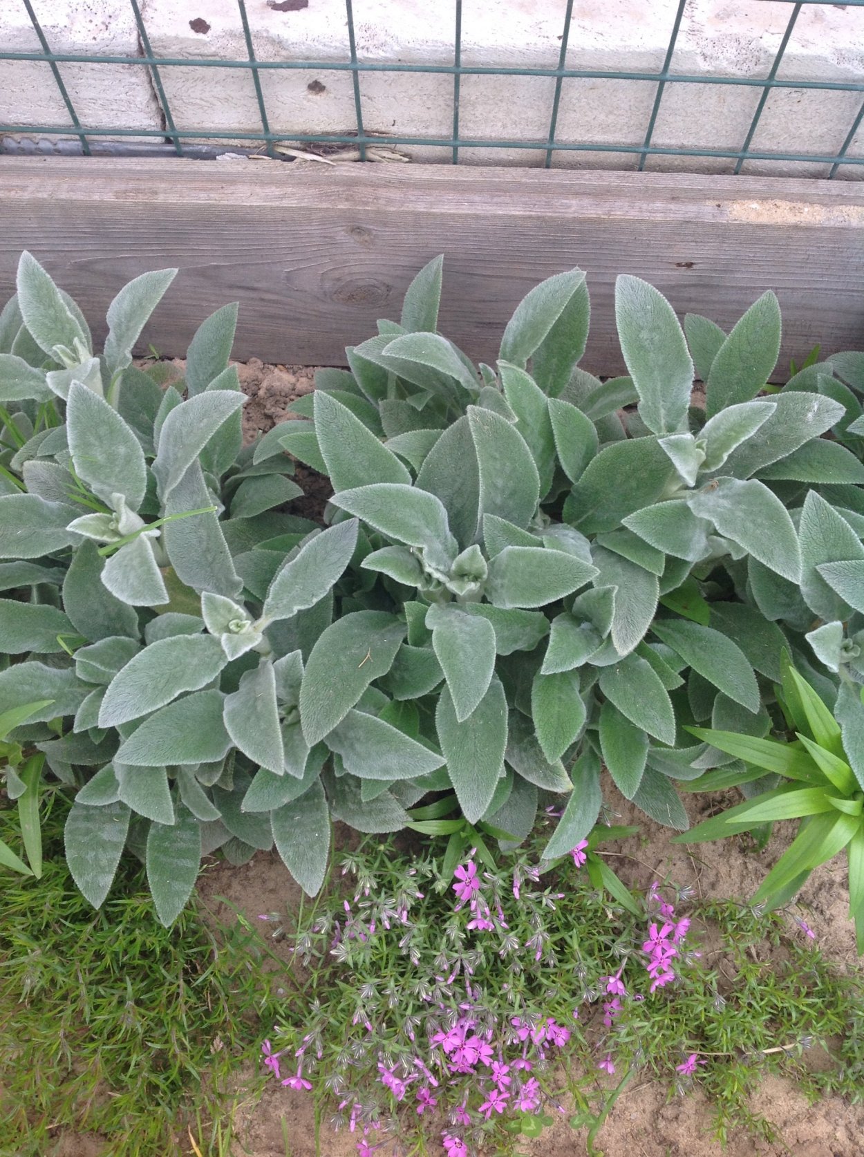 Крассула Овата микс