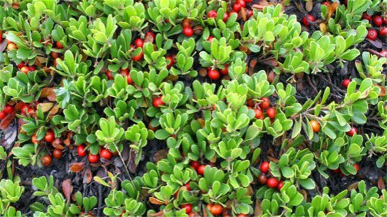 Чистец Медвежье ушко