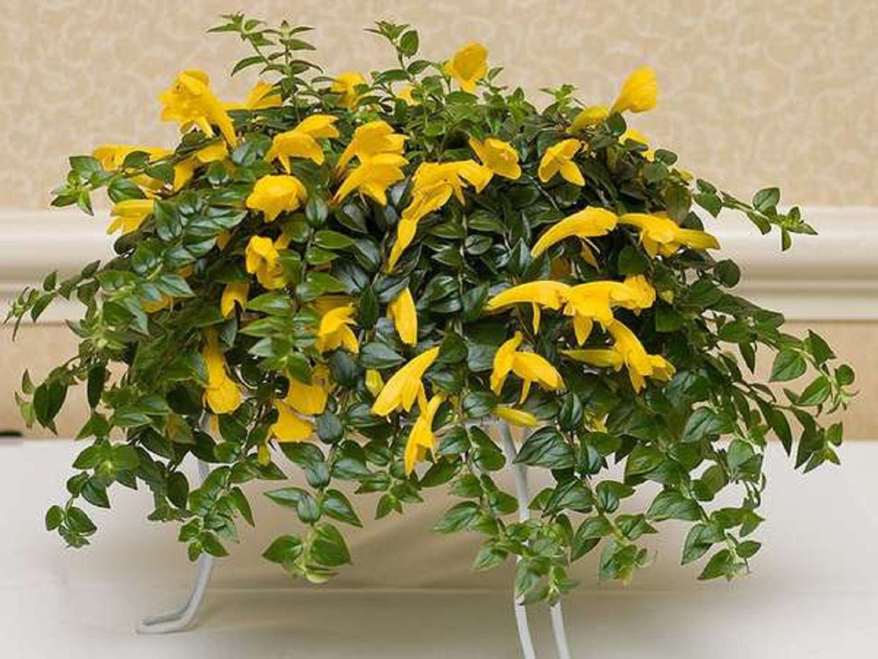 Глициния желтая