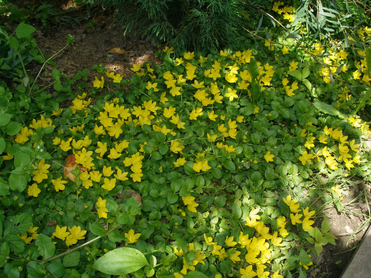 Ампельная Пальма