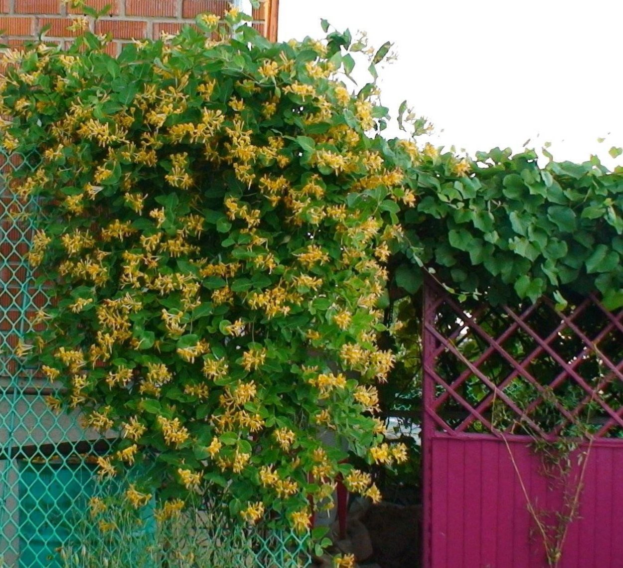 Вьюн мужегон