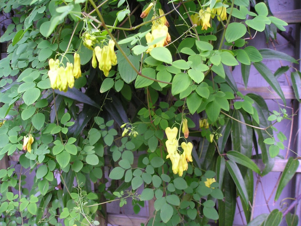 Дицентра лианообразная Золотая лоза