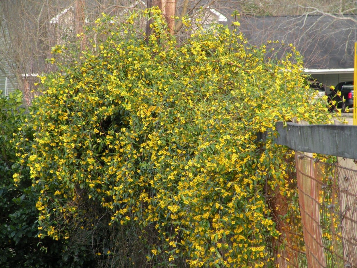 Настурция Канарская канарейка