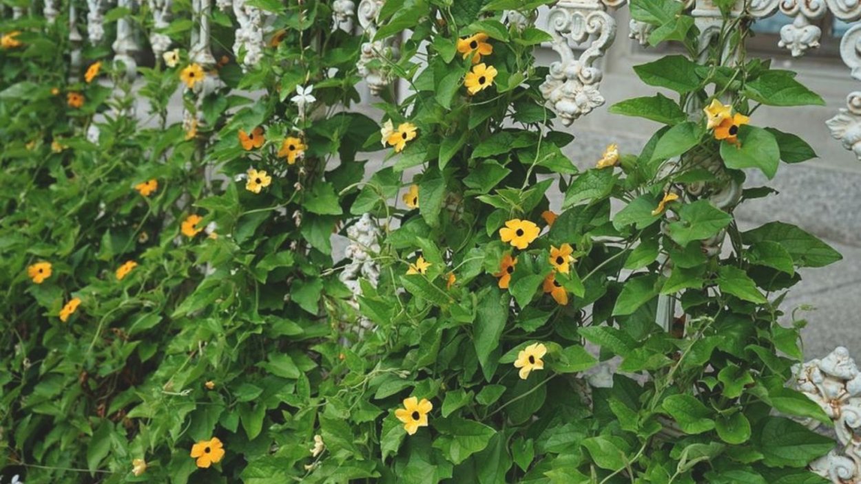 Тунбергия Вьюнок