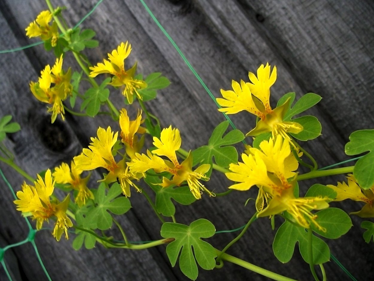 Жимолость (Лиана)каприфоль Тельмана