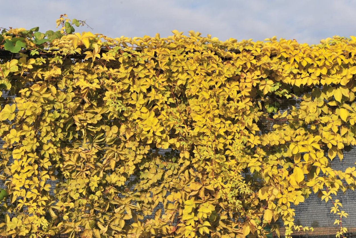 Жимолость вьющаяся каприфоль