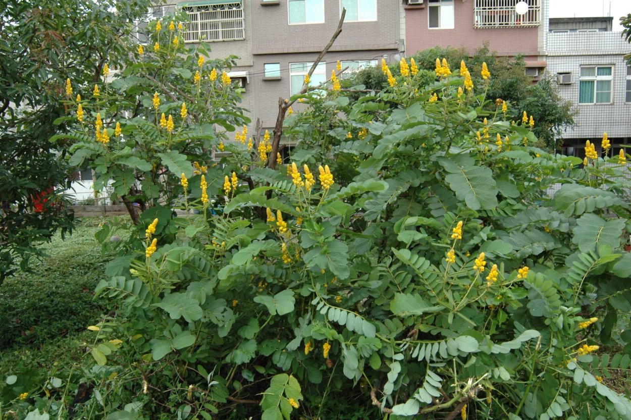 Вьюн плющ уличный