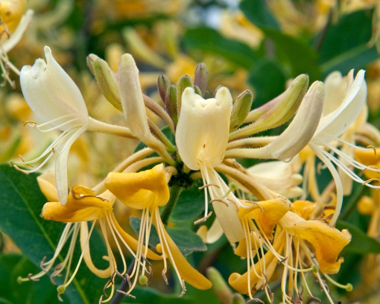 Кампсис Флава