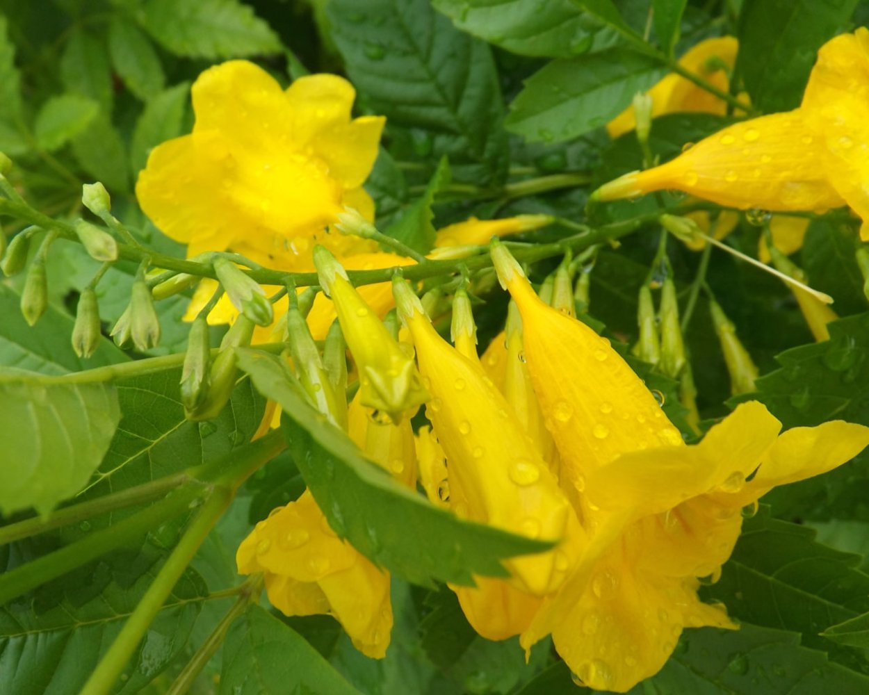 Очиток Золотая Ангелина