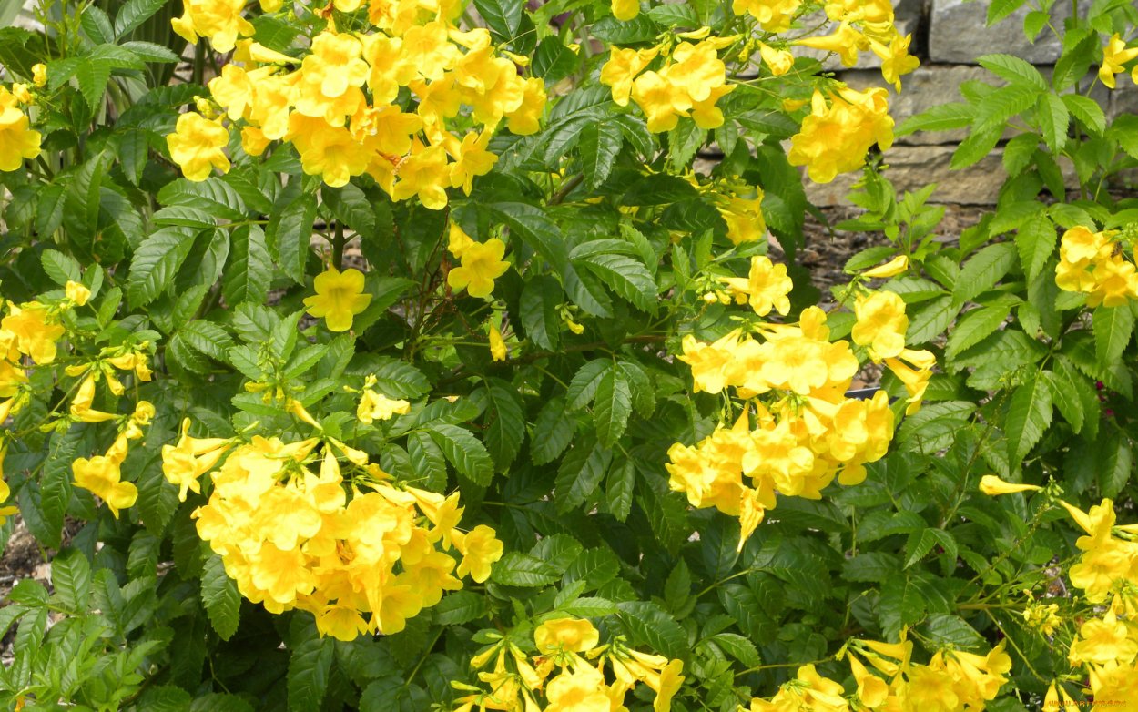 Jasminum fruticans