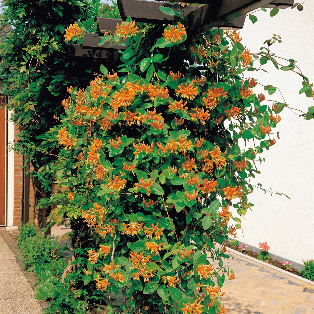 Огненная Лиана Пиростегия