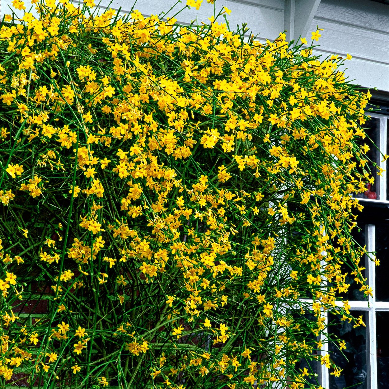 Девичий виноград Parthenocissus quinquefolia Yellow Wall
