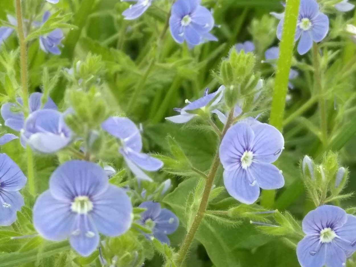 Незабудка сорняк